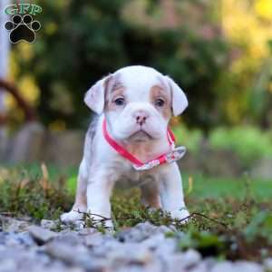 Maya, Beabull Puppy
